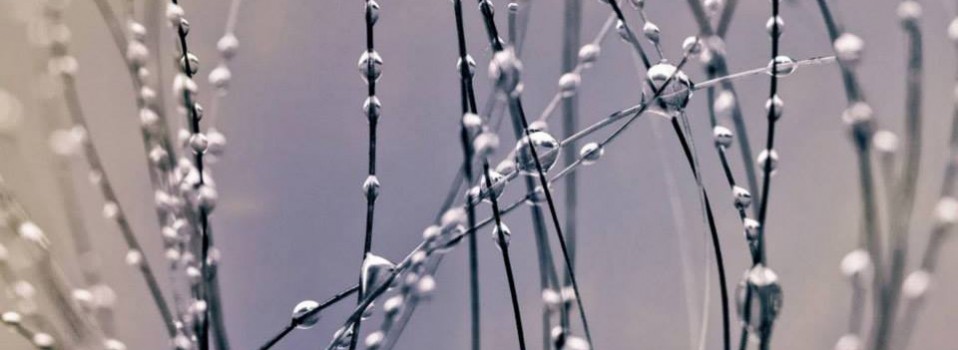 Nature lumineuse, brindilles et gouttes d'eau