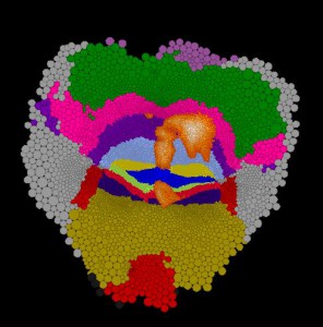 Creating Flat Maps of the Human Brain