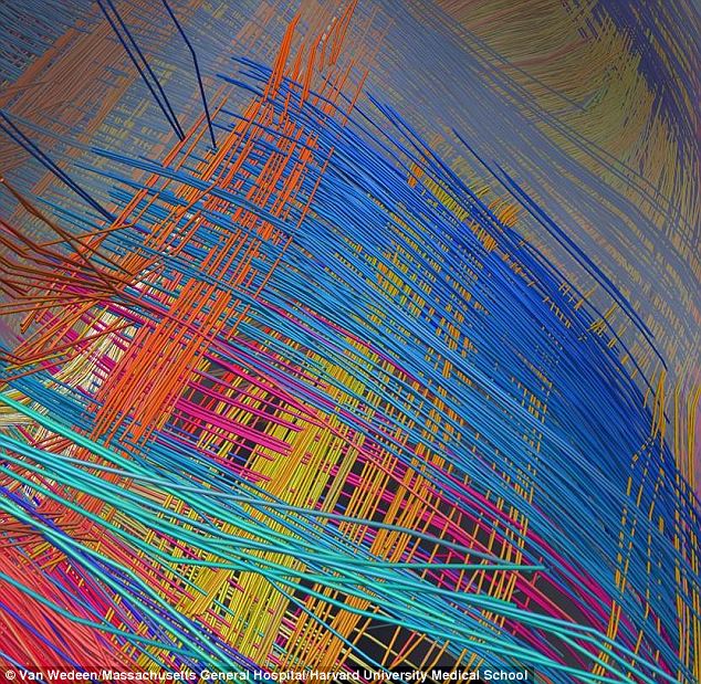 The fabric-like 3D grid structure of connections in a monkey brain - © Van Wedeen